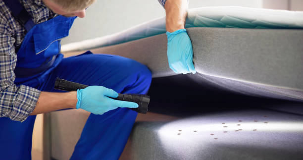 Best Wasp Removal Services  in Little River Academy, TX